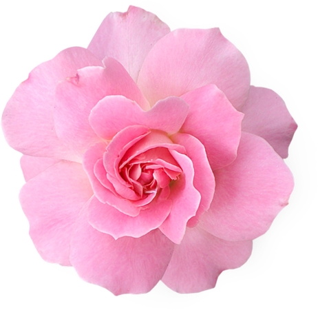 ������ɫõ�廨��廭PNG���ͼ