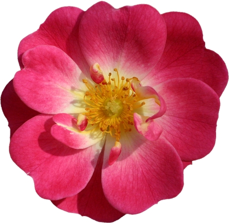 ʢ����ɫõ�廨��PNG���ͼ