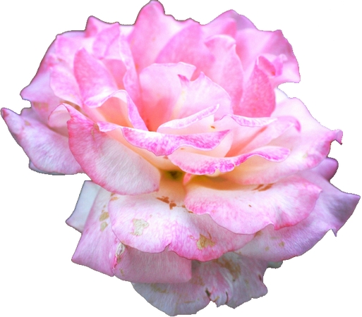 ��ɫõ�廨������PNG���ͼ