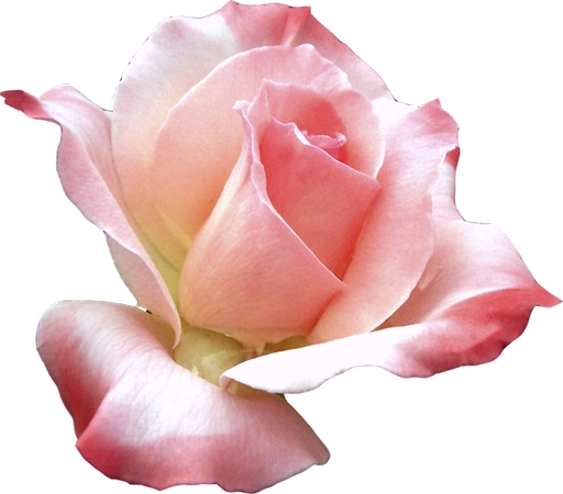 ʢ����ɫõ�廨����PNG���ͼ