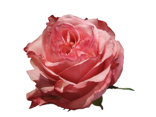 ����ͻ����ɫõ�廨��PNG���ͼ