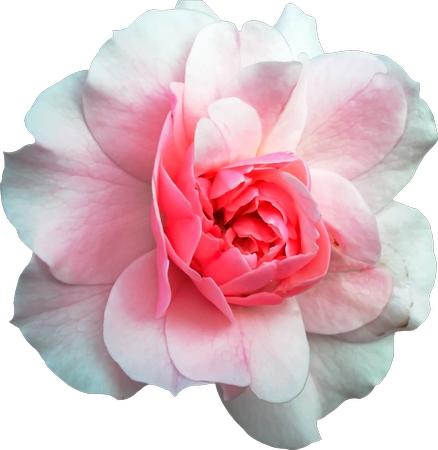 ����ǳ��ɫõ�廨��PNG���ͼ