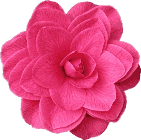 ʢ��������ɫõ�廨��PNG���ͼ