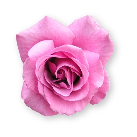 ��ɫõ�廨����PNG���ͼ