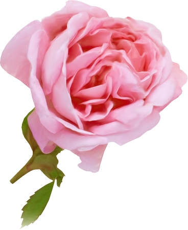 ���������ɫõ�廨��PNG���ͼ