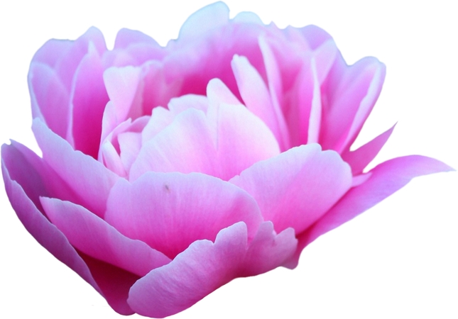 ��ͷ�ɫõ�廨��PNG���ͼ