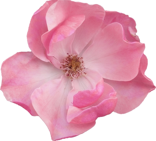 ��ɫõ�廨��廭PNG���ͼ