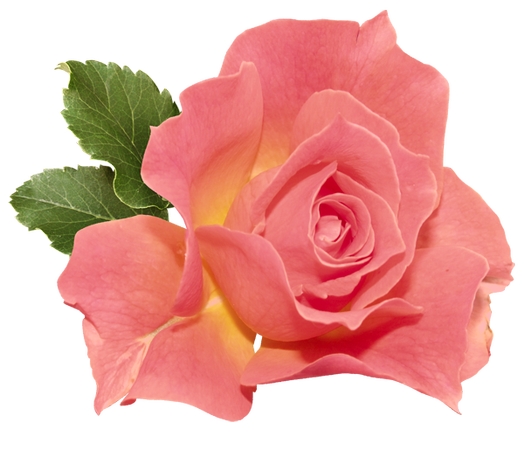 ���·�ɫõ�廨��廭PNG���ͼ