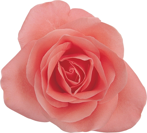 ʢ����ͷ�ɫõ�廨��PNG���ͼ