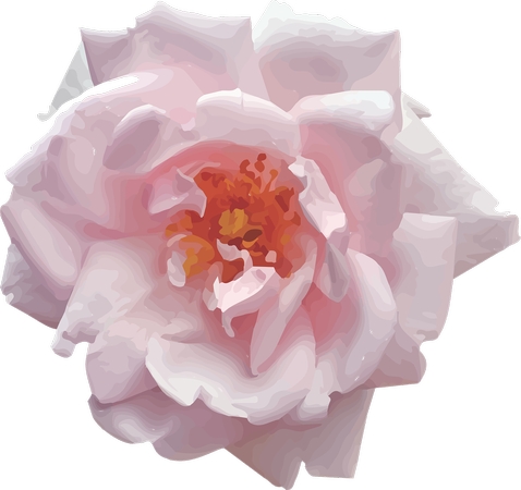 ������ɫõ�廨����PNG���ͼ