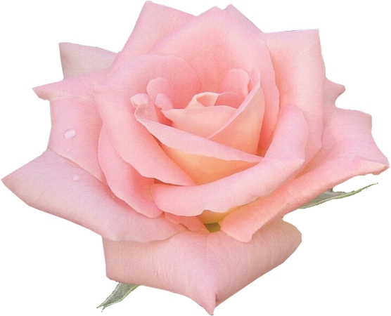 ������ɫõ�廨��PNG���ͼ