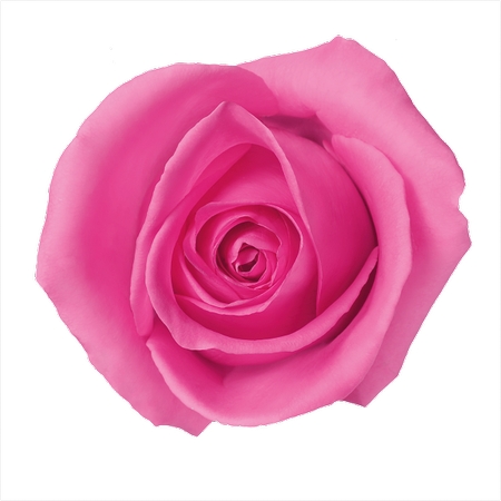 ��ͷ�ɫõ�廨���Ų廭PNG���ͼ