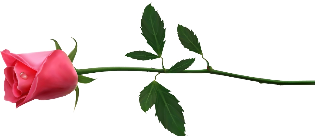 ��ɫõ�廨���廭PNG���ͼ