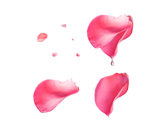 ��ˮ�η�ɫõ�廨��廭PNG���ͼ