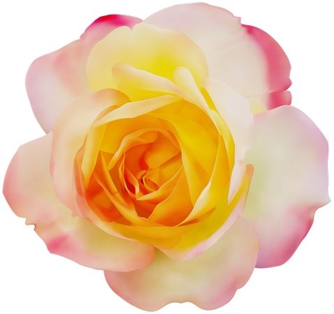 ��ͻƷ�ɫõ�廨PNG���ͼ