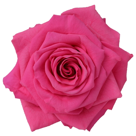 ������ɫõ�廨��дPNG���ͼ