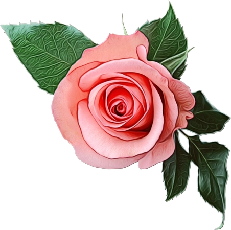 ����Ҷ��ɫõ�廨PNG���ͼ