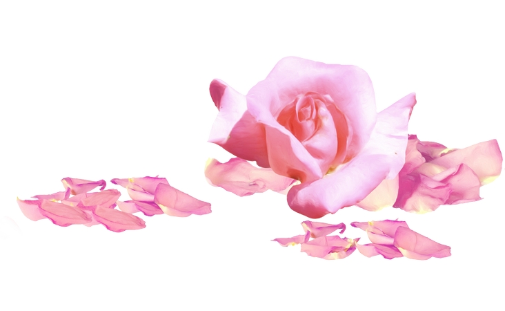 ��ɢ�仨���ɫõ�廨PNG���ͼ