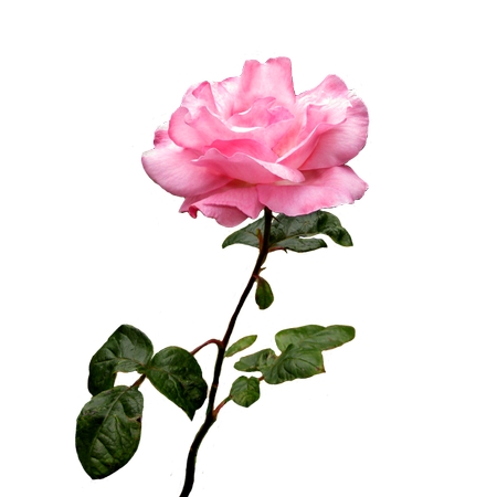 ���ž��Ϸ�ɫõ�廨PNG���ͼ