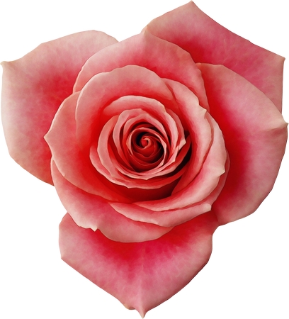 ��ɫõ�廨��дPNG���ͼ