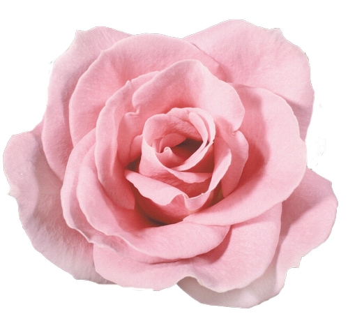 ��ɫõ�廨����дPNG���ͼ