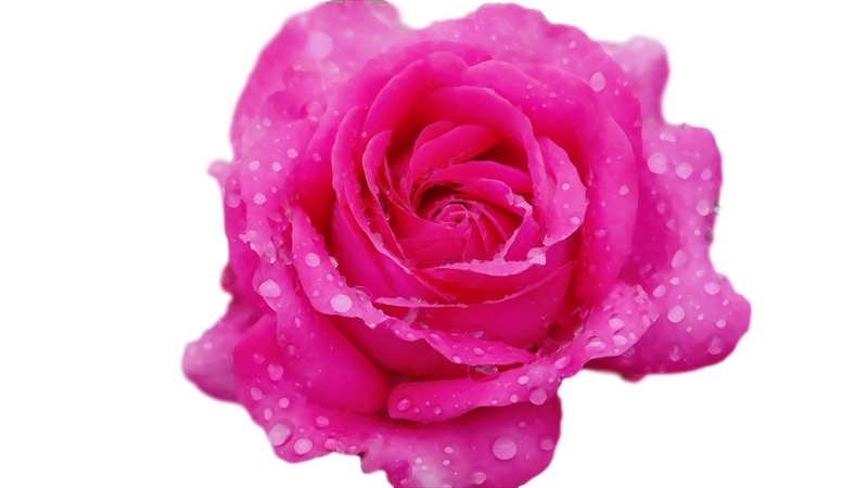 �����ʻ���¶���ɫõ�廨PNG���ͼ