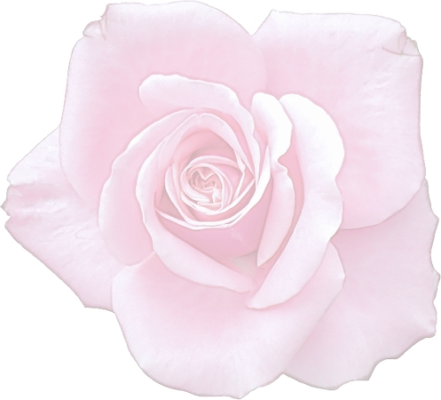 ���ǳ��ɫõ�廨���PNG���ͼ