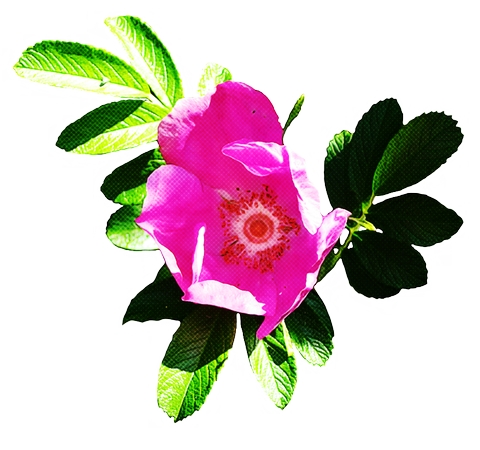 ��ɫõ�廨��Ҷ�Ӳ廭PNG���ͼ
