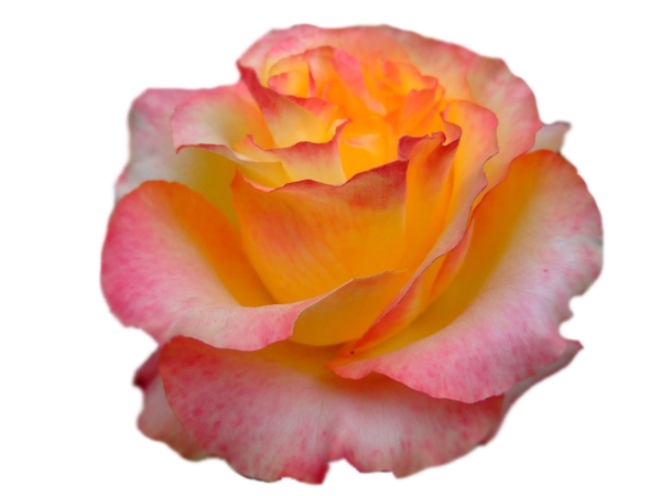 �Ʒ�ɫõ�廨������PNG���ͼ