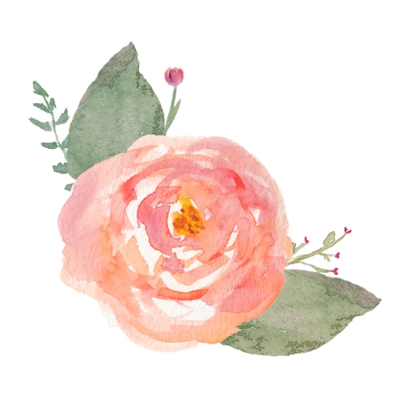 ��ɫõ�廨ˮ��ֲ��ѧ�廭PNG���ͼ