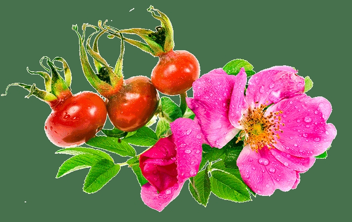 ������Ҷ��õ�廨���ͷ�ɫõ�廨PNG���ͼ