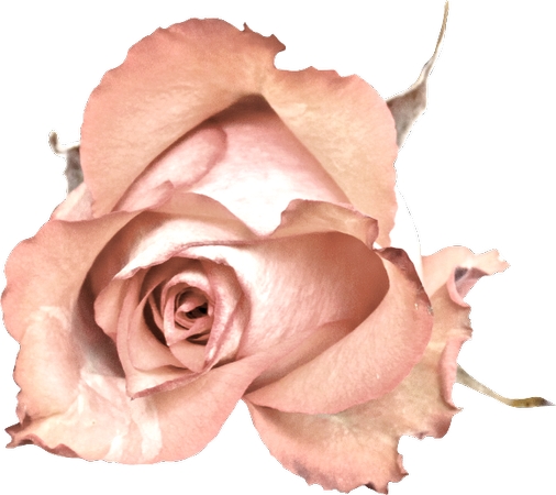 �����ɫõ�廨�ܲ廭PNG���ͼ