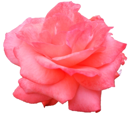 �������ɫõ�廨������PNG���ͼ