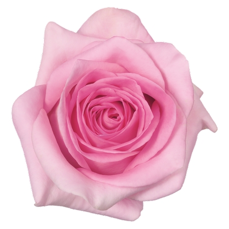 ������ɫõ�廨����PNG���ͼ