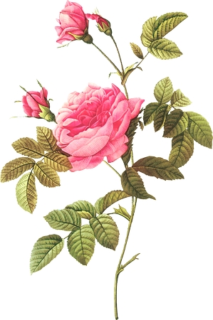 �����ٺ�Ҷ�Ӿ��·�ɫõ�廨PNG���ͼ