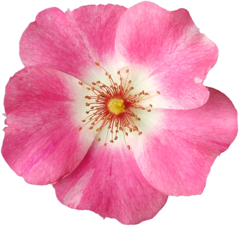 ǳ��ɫõ�廨����дPNG���ͼ