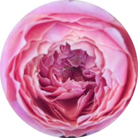 ��ɫõ�廨����дPNG���ͼ