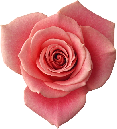 ʢ�����ɫõ�廨��PNG���ͼ