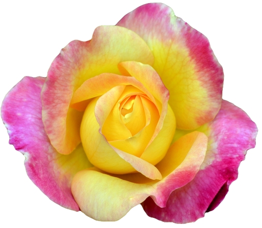 ���ŻƷ�ɫõ�廨����PNG���ͼ