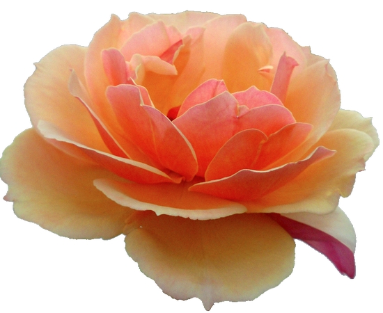 �����ҷ�ɫõ�廨PNG���ͼ