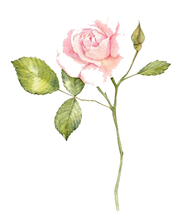 �����Ϸ�ɫõ�廨PNG���ͼ