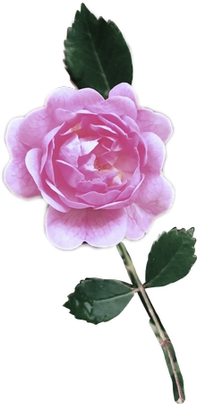 ����Ҷ������ɫõ�廨PNG���ͼ