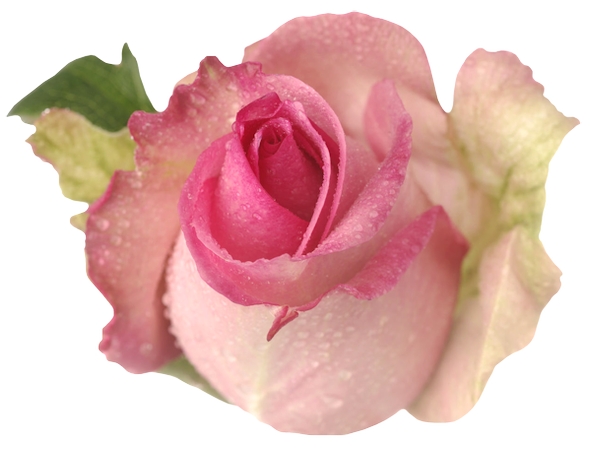 ��������Ҷ��ɫõ�廨PNG���ͼ