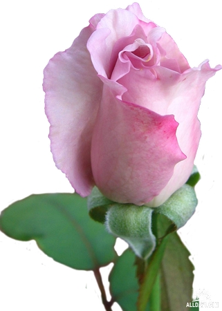 ������ɫõ�廨��PNG���ͼ