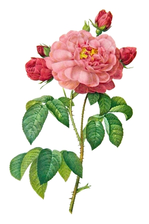 �����ٺ���Ҷ��ɫõ�廨PNG���ͼ