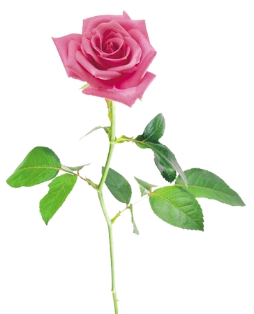 ���̾���ɫõ�廨PNG���ͼ