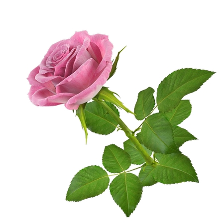 ����Ҷ������ɫõ�廨PNG���ͼ