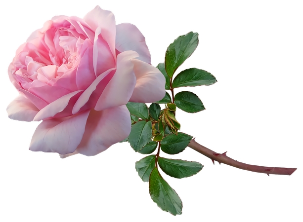 ��������������ɫõ�廨PNG���ͼ