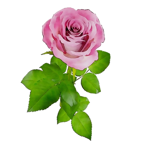 ����Ҷ��ɫõ�廨�廭PNG���ͼ4