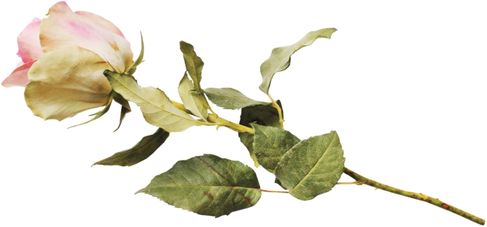 ���̾������ɫõ�廨PNG���ͼ